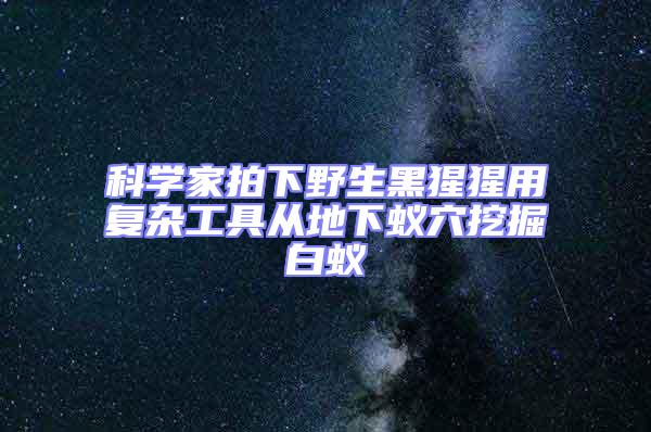 科學家拍下野生黑猩猩用復雜工具從地下蟻穴挖掘白蟻