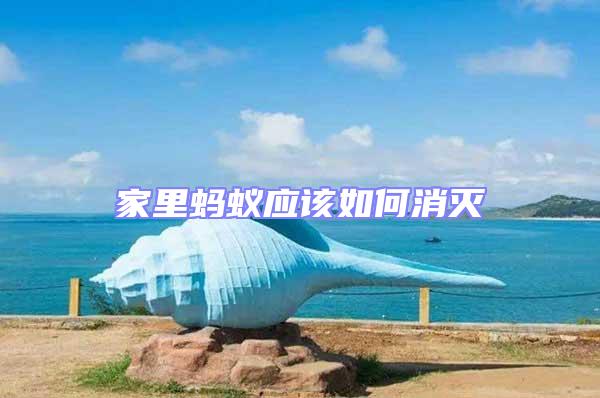 家里螞蟻應該如何消滅