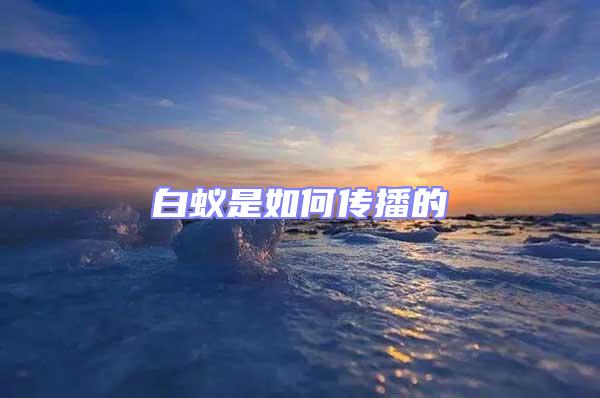 白蟻是如何傳播的