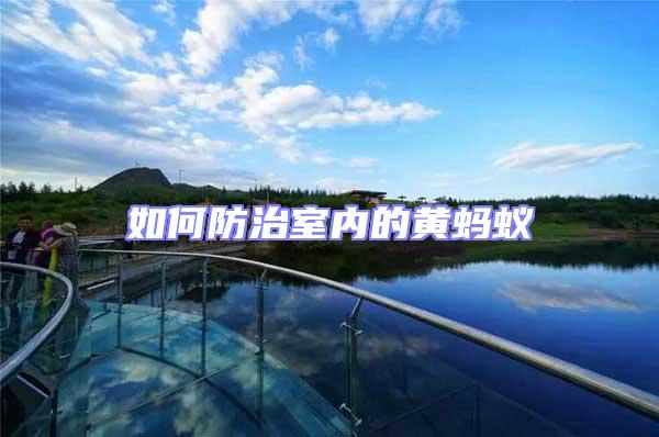 如何防治室內的黃螞蟻