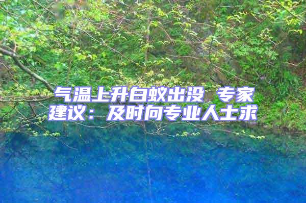 氣溫上升白蟻出沒 專家建議：及時向專業人士求