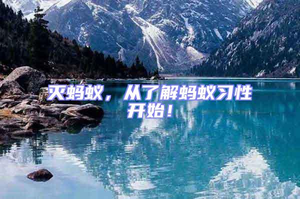 滅螞蟻，從了解螞蟻習性開始！
