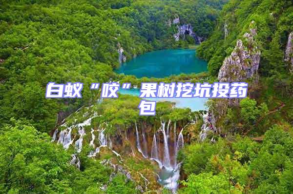 白蟻“咬”果樹挖坑投藥包