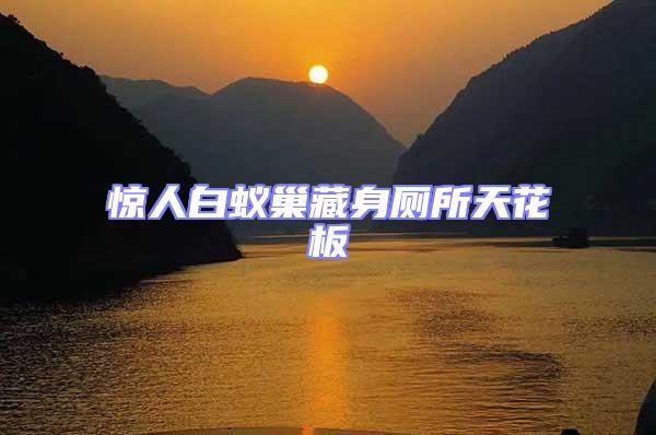 驚人白蟻巢藏身廁所天花板