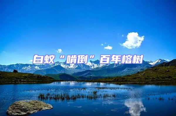 白蟻“啃倒”百年榕樹