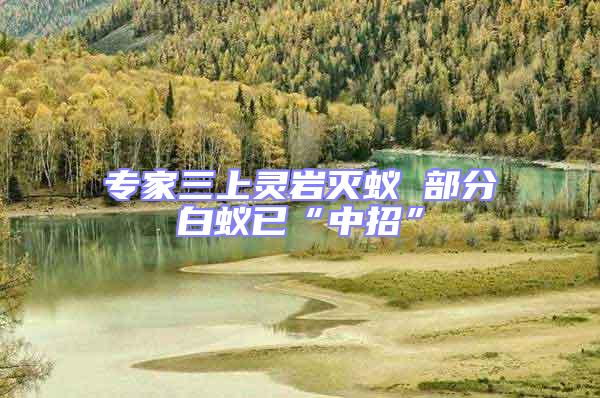 專家三上靈巖滅蟻 部分白蟻已“中招”