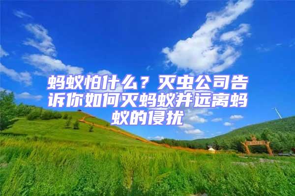 螞蟻怕什么？滅蟲公司告訴你如何滅螞蟻并遠離螞蟻的侵擾