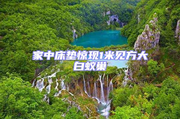 家中床墊驚現1米見方大白蟻巢