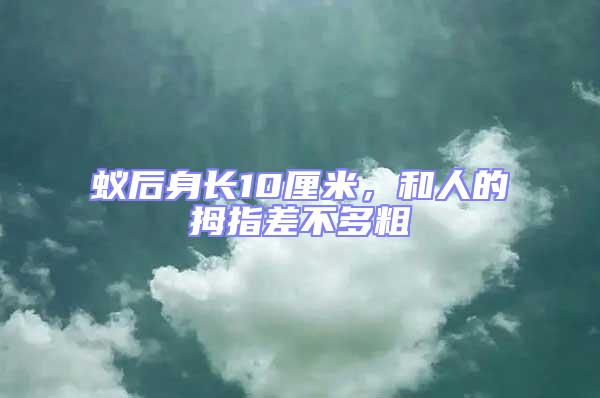 蟻后身長10厘米，和人的拇指差不多粗