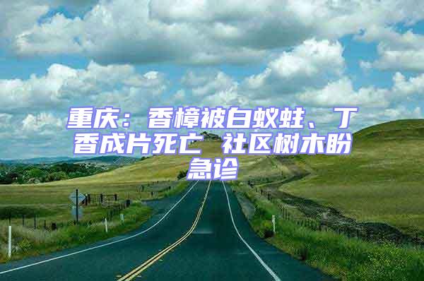 重慶：香樟被白蟻蛀、丁香成片死亡 社區樹木盼急診