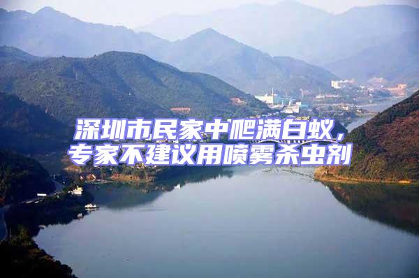 深圳市民家中爬滿白蟻，專家不建議用噴霧殺蟲劑