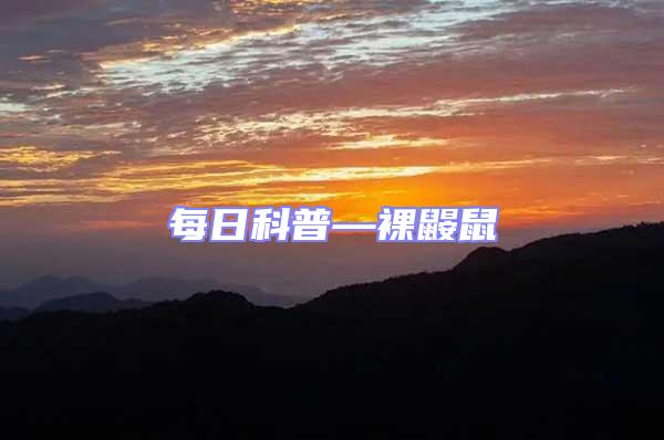每日科普—裸鼴鼠