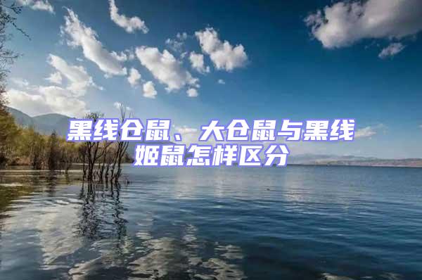 黑線倉鼠、大倉鼠與黑線姬鼠怎樣區(qū)分