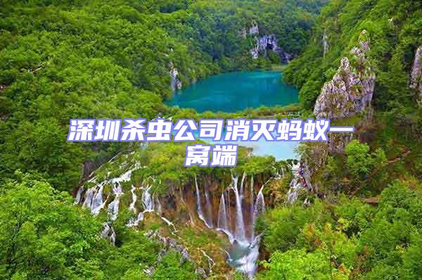 深圳殺蟲公司消滅螞蟻一窩端