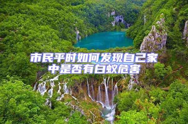 市民平時如何發現自己家中是否有白蟻危害
