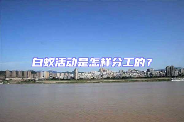 白蟻活動是怎樣分工的？