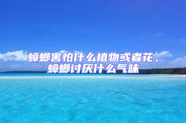 蟑螂害怕什么植物或者花，蟑螂討厭什么氣味