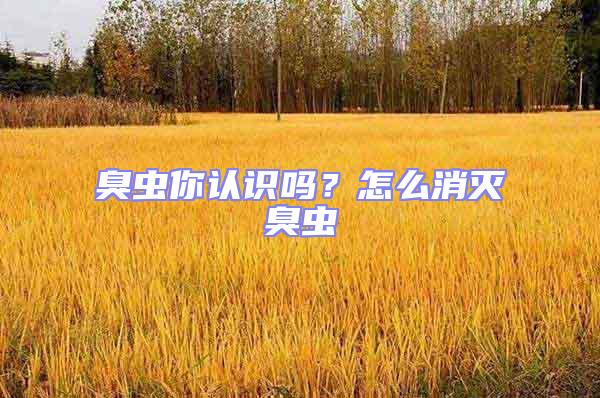 臭蟲你認識嗎？怎么消滅臭蟲