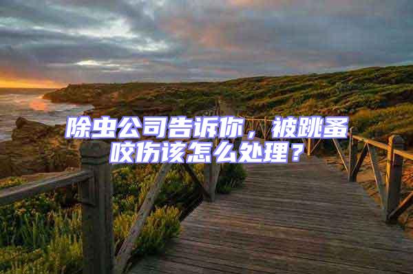 除蟲公司告訴你，被跳蚤咬傷該怎么處理？
