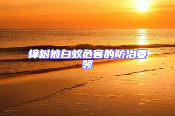 樟樹被白蟻危害的防治要領
