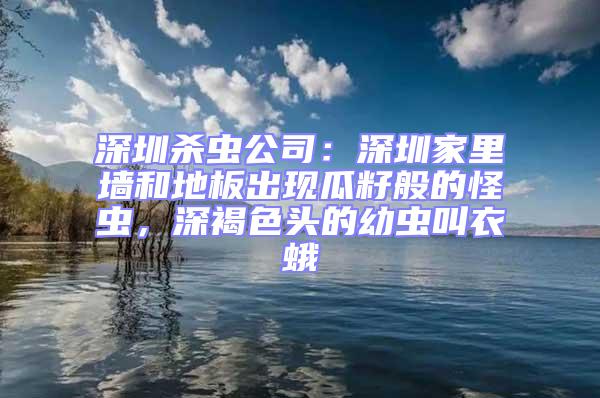 深圳殺蟲公司：深圳家里墻和地板出現(xiàn)瓜籽般的怪蟲，深褐色頭的幼蟲叫衣蛾