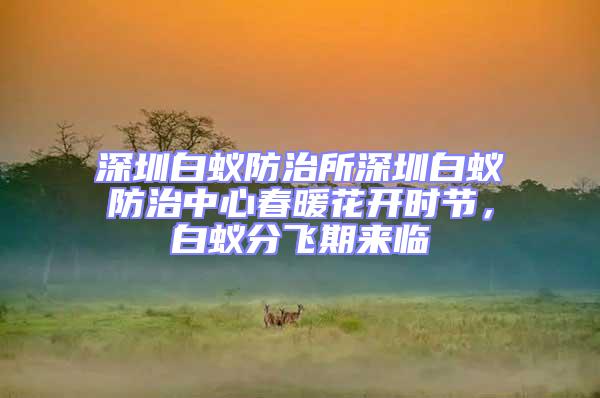 深圳白蟻防治所深圳白蟻防治中心春暖花開時節，白蟻分飛期來臨