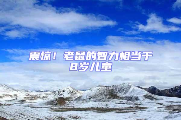 震驚！老鼠的智力相當于8歲兒童