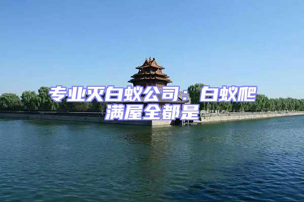 專業滅白蟻公司：白蟻爬滿屋全都是