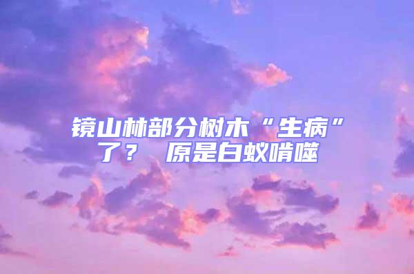 鏡山林部分樹木“生病”了？ 原是白蟻啃噬