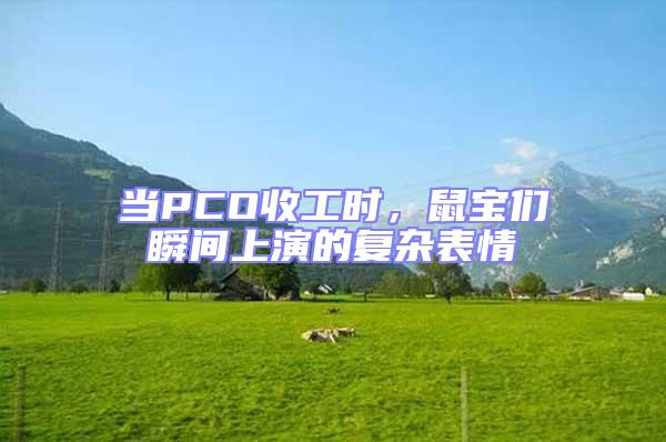 當(dāng)PCO收工時(shí)，鼠寶們瞬間上演的復(fù)雜表情