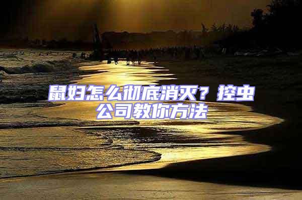 鼠婦怎么徹底消滅？控蟲公司教你方法
