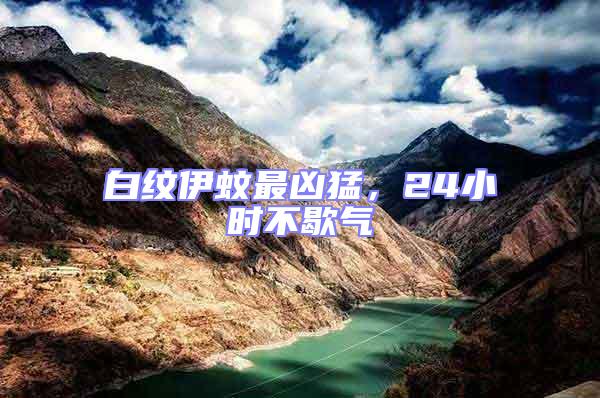 白紋伊蚊最兇猛，24小時(shí)不歇?dú)?/></p>
									<p style=