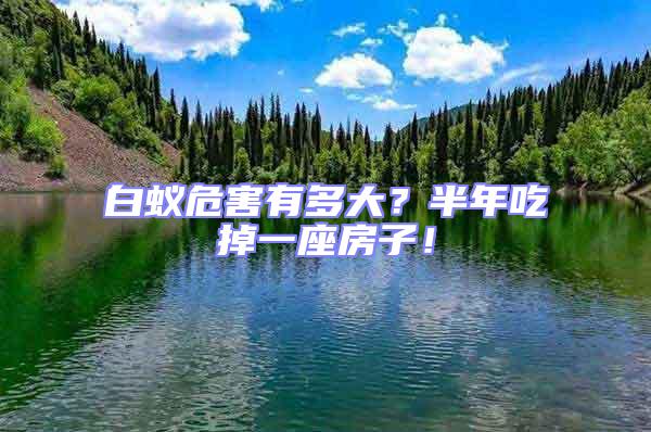 白蟻危害有多大？半年吃掉一座房子！