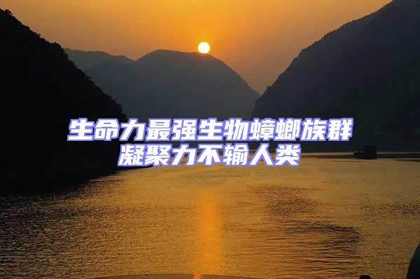 生命力最強生物蟑螂族群凝聚力不輸人類