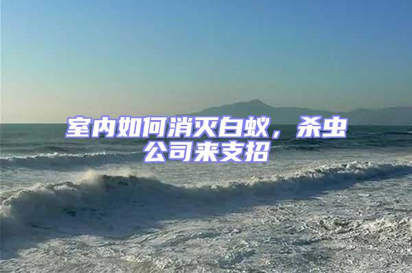 室內如何消滅白蟻，殺蟲公司來支招