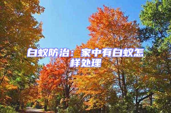 白蟻防治：家中有白蟻怎樣處理