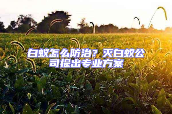 白蟻怎么防治？滅白蟻公司提出專業方案