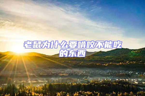 老鼠為什么要啃咬不能吃的東西