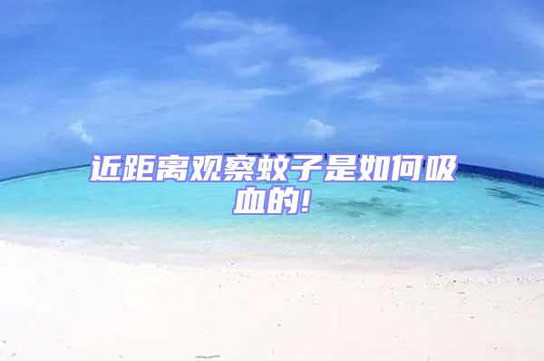 近距離觀察蚊子是如何吸血的!