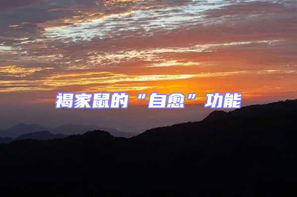 褐家鼠的“自愈”功能