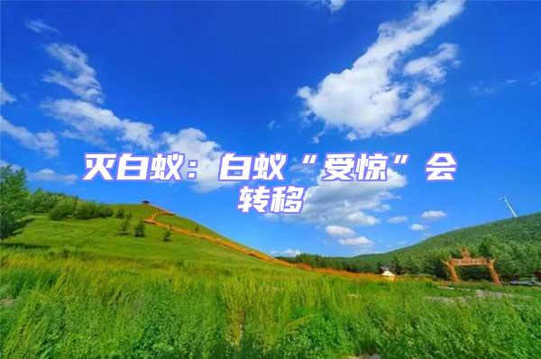 滅白蟻：白蟻“受驚”會轉移