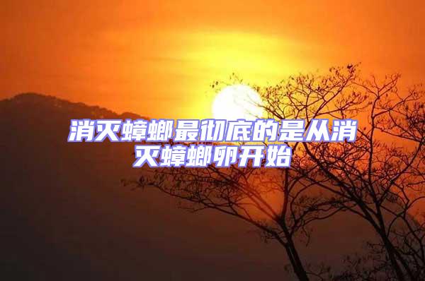 消滅蟑螂最徹底的是從消滅蟑螂卵開(kāi)始