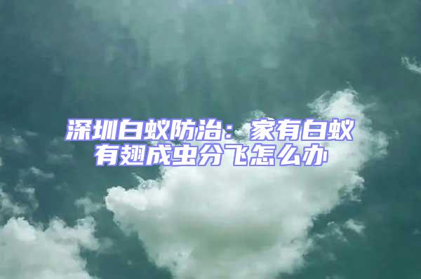 深圳白蟻防治：家有白蟻有翅成蟲分飛怎么辦