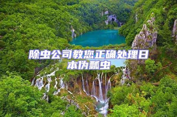 除蟲公司教您正確處理日本偽瓢蟲