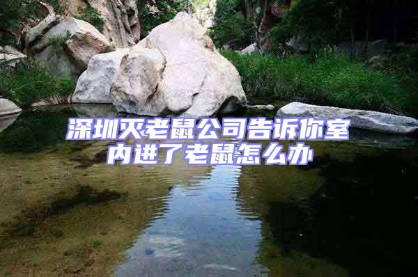 深圳滅老鼠公司告訴你室內進了老鼠怎么辦