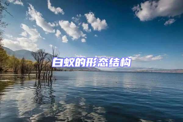 白蟻的形態結構
