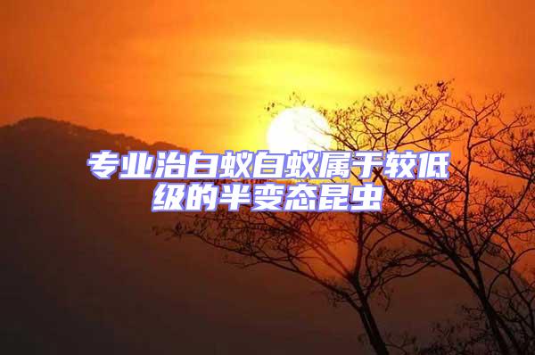 專業治白蟻白蟻屬于較低級的半變態昆蟲