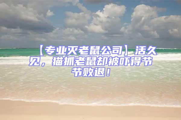 【專業滅老鼠公司】活久見，貓抓老鼠卻被嚇得節節敗退！