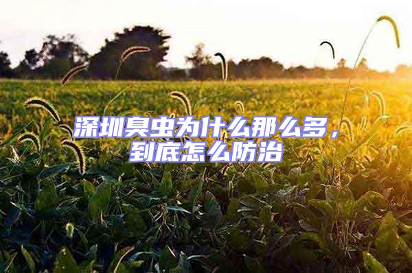 深圳臭蟲為什么那么多，到底怎么防治