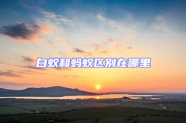 白蟻和螞蟻區別在哪里